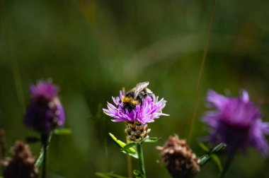 Bir çiçeğin üzerindeki arıyı yakından çek.