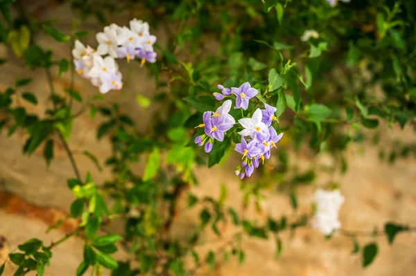 Vackra Blommor Trädgården — Stockfoto