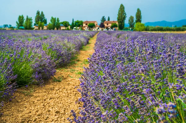 Assisi, İtalya 'da lavanta tarlası