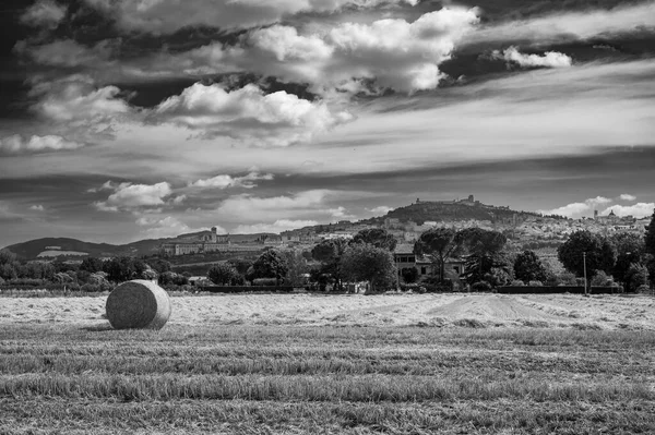 Black White Photo Straw Bale Field Summer — Stock Photo, Image