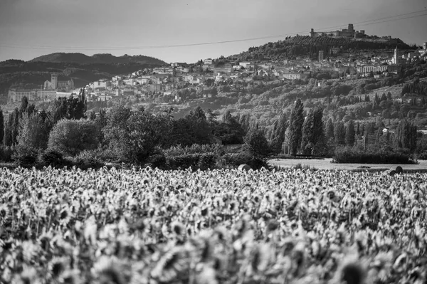 Schöne Landschaft Mit Einem Sonnenblumenfeld — Stockfoto