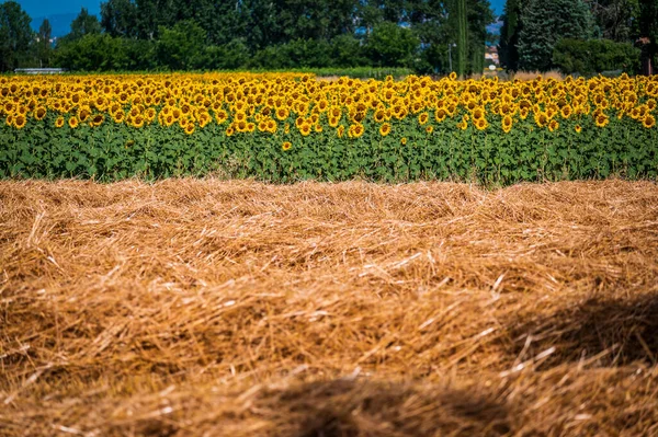 Beautiful Sunflowers Field Assisi Italy — Stock Photo, Image