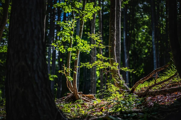 stock image beautiful forest in the morning 