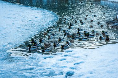 Kranjska Gora 'daki kış yansımaları ve peri masallarındaki evler. Slovenya