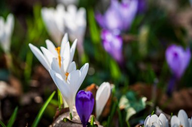 Çayırdaki güzel Crocus çiçeklerinin yakın plan çekimi.