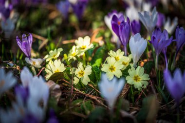 Çayırdaki güzel Crocus çiçeklerinin yakın plan çekimi.