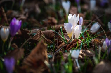 Çayırdaki güzel Crocus çiçeklerinin yakın plan çekimi.