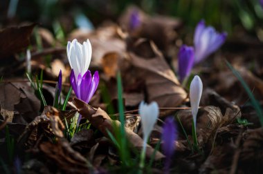 Çayırdaki güzel Crocus çiçeklerinin yakın plan çekimi.