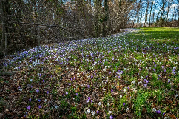 Close Shot Beautiful Crocus Flowers Meadow — Stock Photo, Image