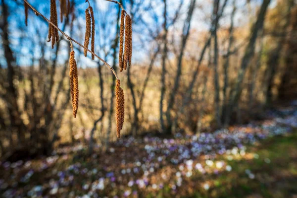 牧草地で美しいクロッカスの花のクローズアップショット — ストック写真