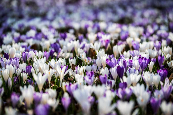Çayırdaki Güzel Crocus Çiçeklerinin Yakın Plan Çekimi — Stok fotoğraf