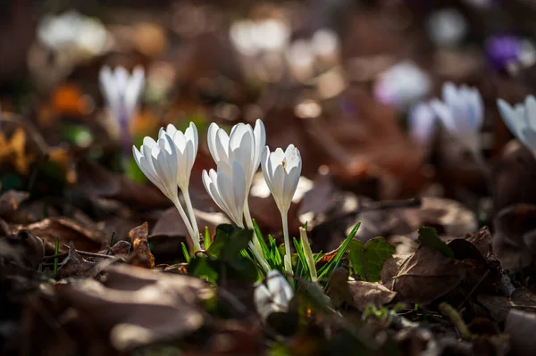 Närbild Bild Vackra Crocus Blommor Ängen — Stockfoto