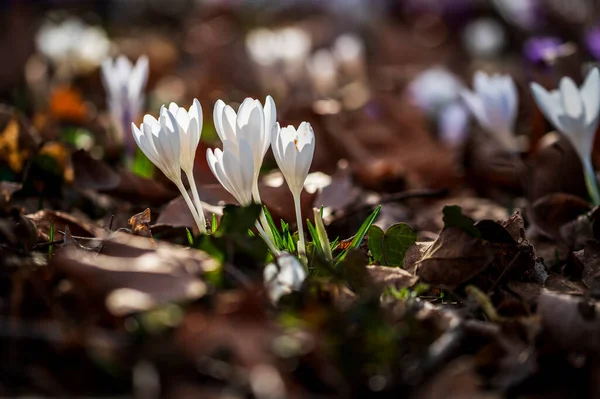 Крупным Планом Красивые Цветы Крокус Лугу — стоковое фото