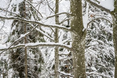 İtalya 'nın Udine Eyaleti Sauris şehrinde karla kaplanmış güzel bir manzara.