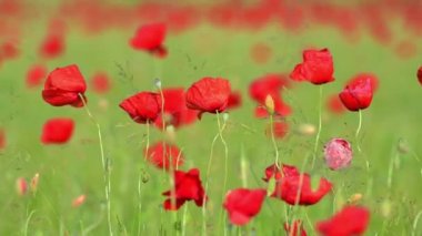 Castelluccio di Norcia 'daki mercimek tarlalarında çiçek açıyor.