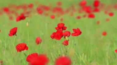 Castelluccio di Norcia 'daki mercimek tarlalarında çiçek açıyor.