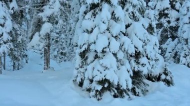 Fusine göllerinde ve Tarvisio ormanlarında kar büyüsü