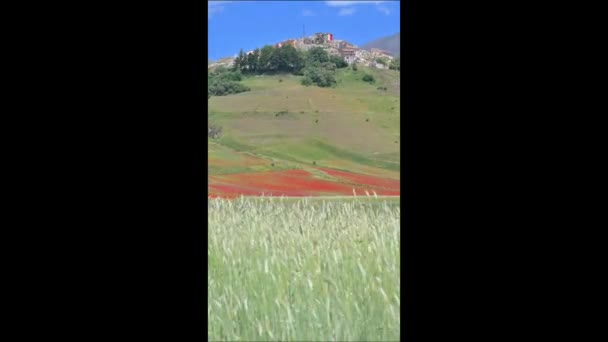 Floração Nos Campos Lentilhas Castelluccio Norcia — Vídeo de Stock