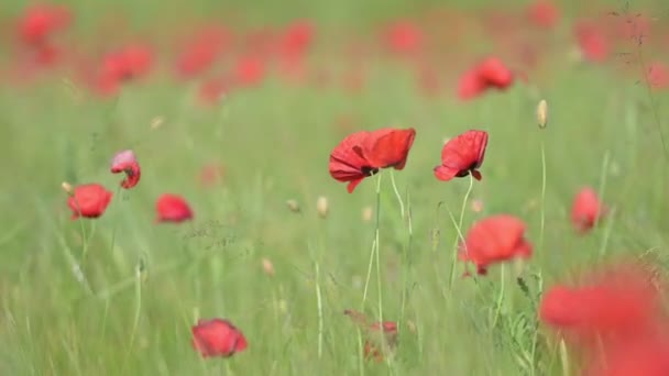 Квітки Сочевицях Кастелюччо Норсія — стокове відео