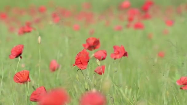 Цветение Чечевичных Полях Кастеллуччо Норсия — стоковое видео