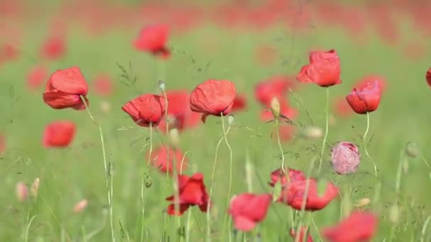 Квітки Сочевицях Кастелюччо Норсія — стокове відео