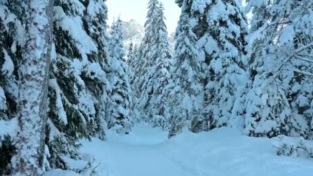 Snow Magic Fusine Lakes Forest Tarvisio — Stock video