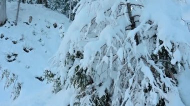 Fusine göllerinde ve Tarvisio ormanlarında kar büyüsü