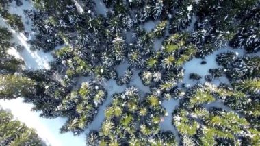 Tarvisio bölgesindeki Riofreddo Vadisi 'nin büyüsü. Kışın vahşi doğa