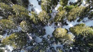 Tarvisio bölgesindeki Riofreddo Vadisi 'nin büyüsü. Kışın vahşi doğa