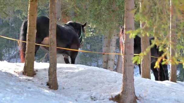 Horses Snow Dolomites — Stock Video