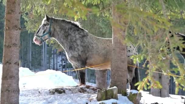 Caballos Nieve Dolomitas — Vídeo de stock