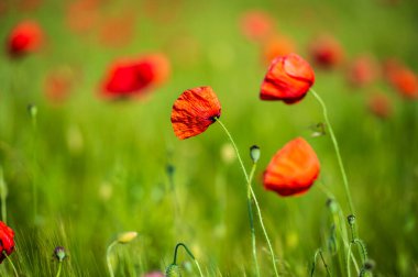 Castelluccio di Norcia 'daki mercimek tarlalarında çiçek açıyor.