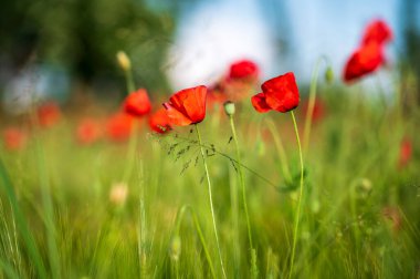 Castelluccio di Norcia 'daki mercimek tarlalarında çiçek açıyor.