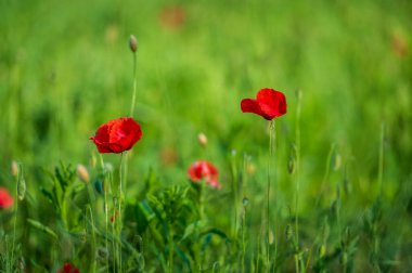 Castelluccio di Norcia 'daki mercimek tarlalarında çiçek açıyor.