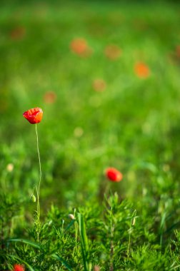 Castelluccio di Norcia 'daki mercimek tarlalarında çiçek açıyor.