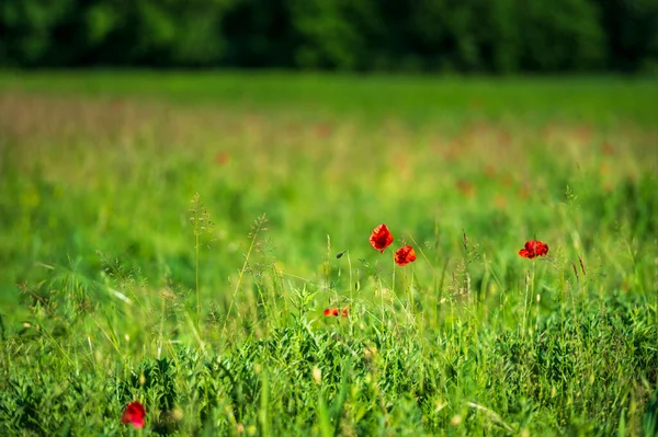 Flowering Lentil Fields Castelluccio Norcia — Stock Photo, Image