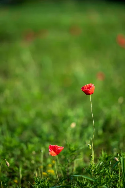 Квітки Сочевицях Кастелюччо Норсія — стокове фото