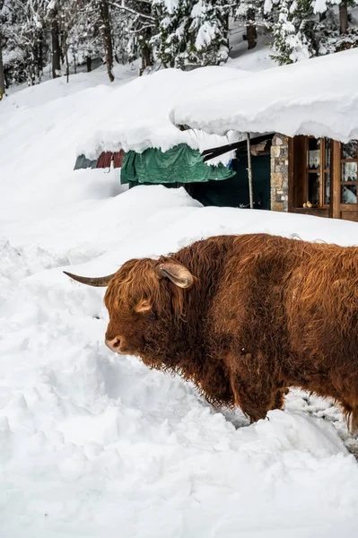 サウリス ソトーの冬 古い木造の家と水牛 イタリア — ストック写真