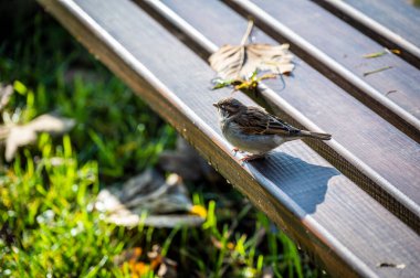 Şehir parkındaki bankta tünemiş serçenin yakın plan çekimi.