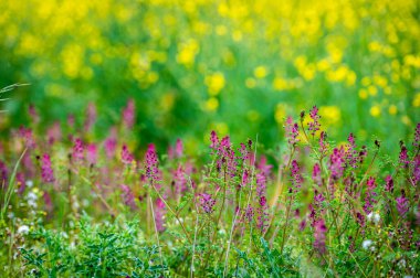 Güzel kır çiçeklerinin manzaralı görüntüsü