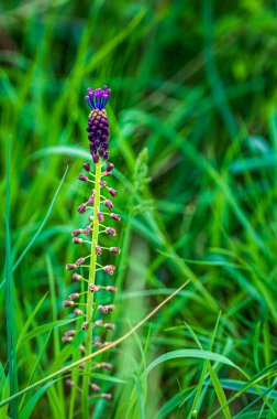 Güzel kır çiçeklerinin manzaralı görüntüsü