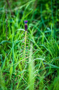 Güzel kır çiçeklerinin manzaralı görüntüsü