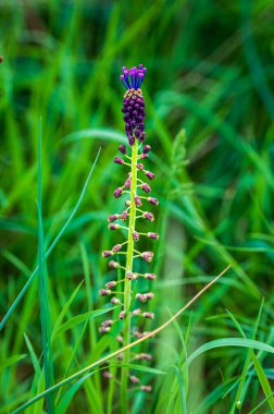 Güzel kır çiçeklerinin manzaralı görüntüsü