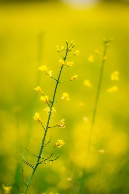 Güzel kır çiçeklerinin manzaralı görüntüsü