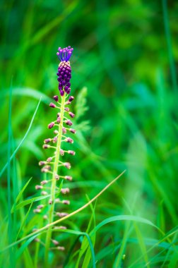 Güzel kır çiçeklerinin manzaralı görüntüsü