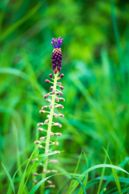 Güzel kır çiçeklerinin manzaralı görüntüsü