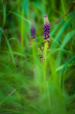 Güzel kır çiçeklerinin manzaralı görüntüsü