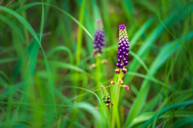 Güzel kır çiçeklerinin manzaralı görüntüsü