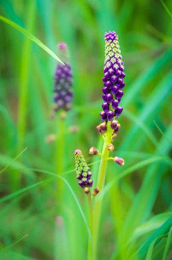Güzel kır çiçeklerinin manzaralı görüntüsü