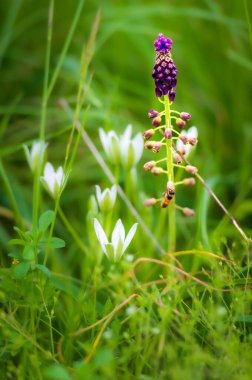 Güzel kır çiçeklerinin manzaralı görüntüsü